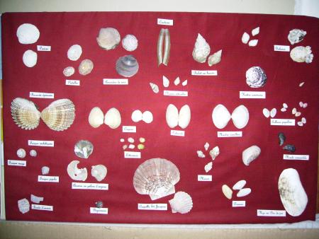 les coquillages
