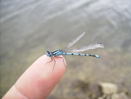 AGRION