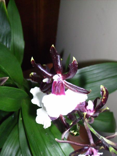 Orchidée à moi